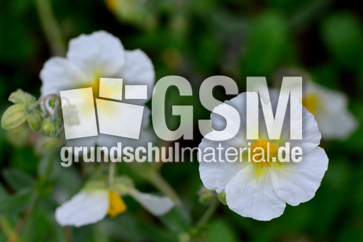 Sonnenröschen_2.jpg